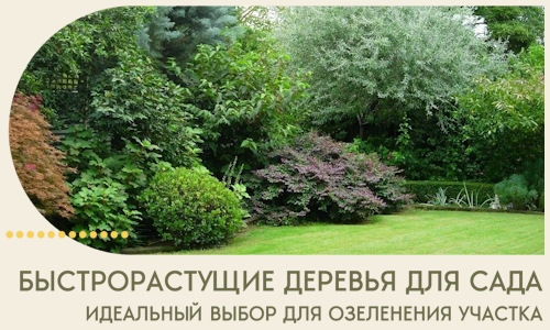 Быстрорастущие деревья для сада идеальный выбор в Сорочинске