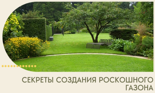 Секреты создания роскошного газона в Сорочинске